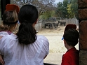 FWZoo_ElephantVoyeurs (1)